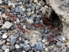 Pogonomyrmex salinus