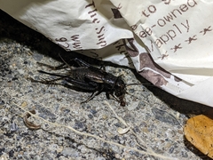 Allonemobius fasciatus