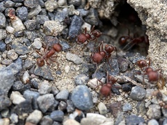 Pogonomyrmex salinus