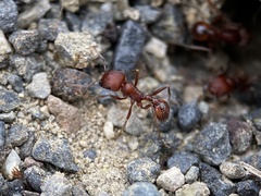 Pogonomyrmex salinus