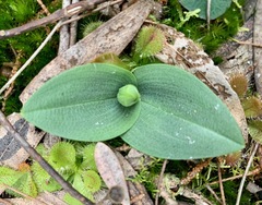 Chiloglottis valida