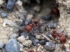 Pogonomyrmex salinus