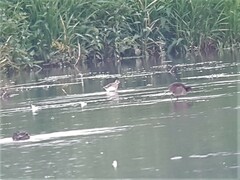 Calidris ferruginea