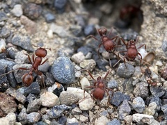 Pogonomyrmex salinus