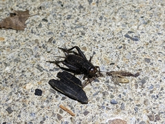 Allonemobius fasciatus