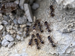 Tetramorium immigrans