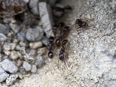 Tetramorium immigrans