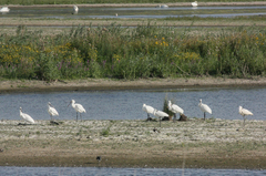 Platalea leucorodia