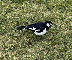 Grallina cyanoleuca
