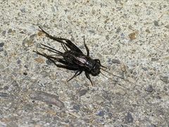 Allonemobius fasciatus