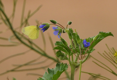 Eurema smilax
