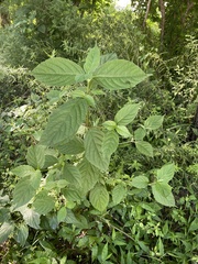 Achyranthes japonica