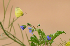 Eurema smilax