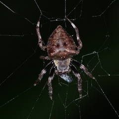Parawixia
