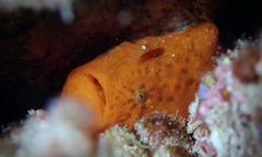 Antennatus tuberosus