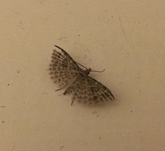 Alucita montana