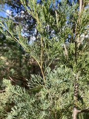 Callitris glaucophylla