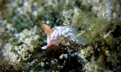 Babakina indopacifica