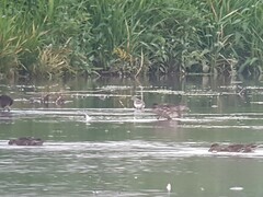 Calidris ferruginea