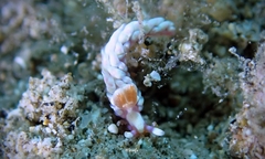 Babakina indopacifica