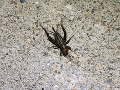 Allonemobius fasciatus