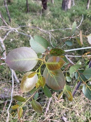 Eucalyptus amplifolia
