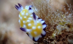 Goniobranchus vibratus