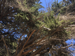 Cupressus