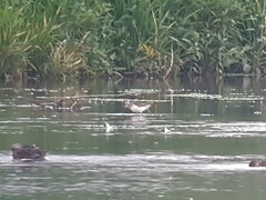 Calidris ferruginea