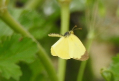 Eurema smilax