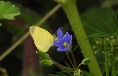 Eurema smilax