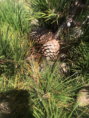 Pinus radiata