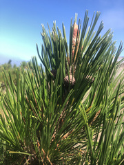 Pinus radiata