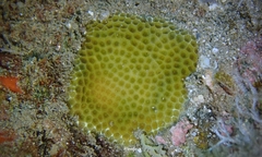 Porites