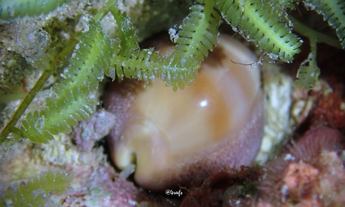 Lyncina sulcidentata observed 2022-08-27