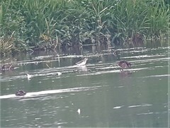 Calidris ferruginea