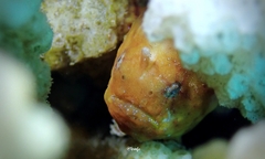 Antennatus tuberosus