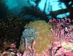 Doris wellingtonensis