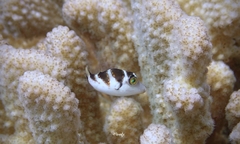 Canthigaster coronata