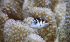 Canthigaster coronata