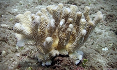Pocillopora grandis