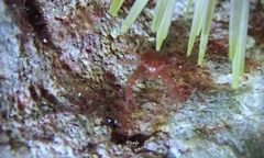 Phylladiorhynchus integrirostris