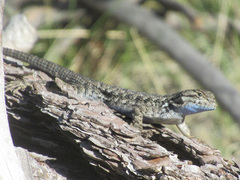 Sceloporus