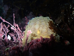 Doris wellingtonensis