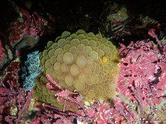 Doris wellingtonensis