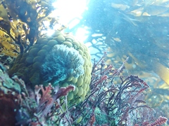 Doris wellingtonensis