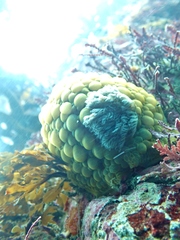 Doris wellingtonensis