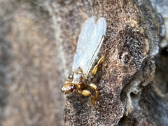 Hippoboscidae