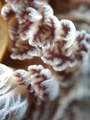 Doris wellingtonensis