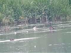 Calidris ferruginea